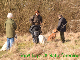 Hundetræning forår 2016